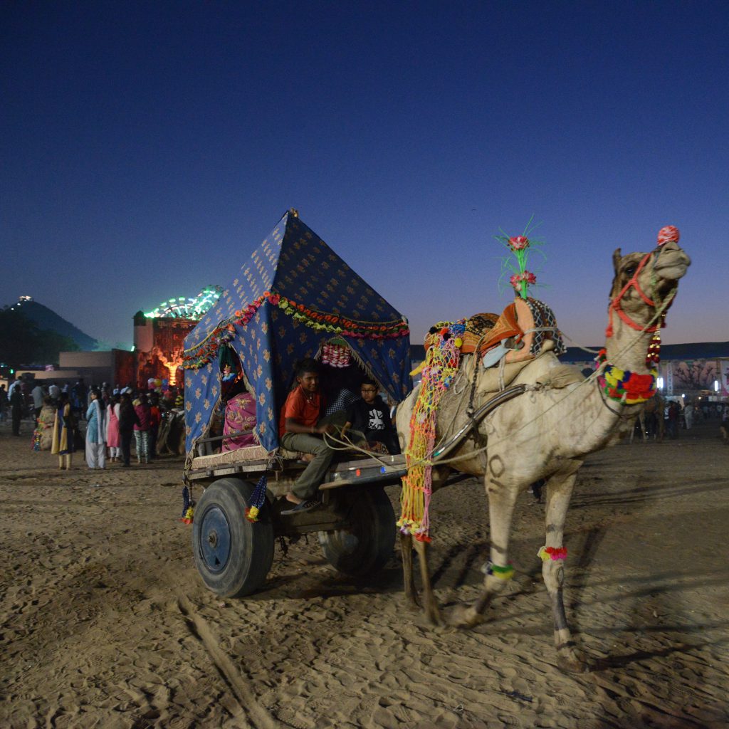 Camel cart at the Pushkar Camel Fair in Rajasthan, India, a place for travel adventures in the desert. (Image © Meredith Mullins.)