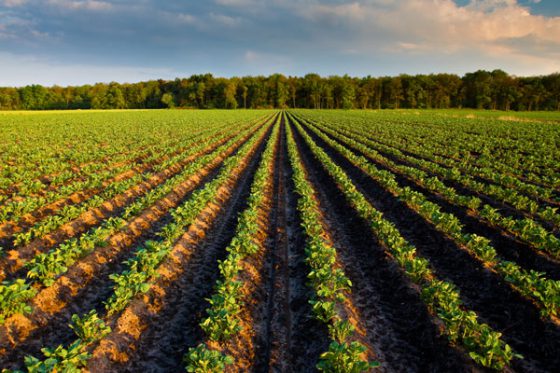 Fields of potato, showing the cultural heritage of the potato in France. (Image © P. Wollinga/iStock.)
