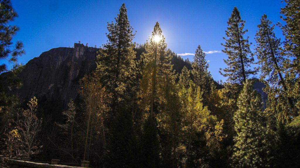 Tall trees with the sun behind at Yosemite Valley, showing that if you open your eyes without a camera you might see a little more. (image © Sam Anaya)