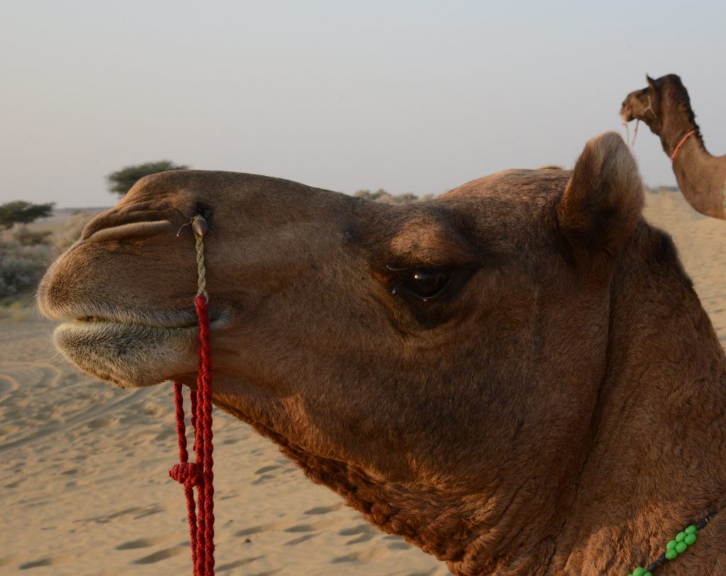 Camels in the desert, travel inspiration for Paul Salopek on the Out of Eden Walk. (Image © Meredith Mullins.)