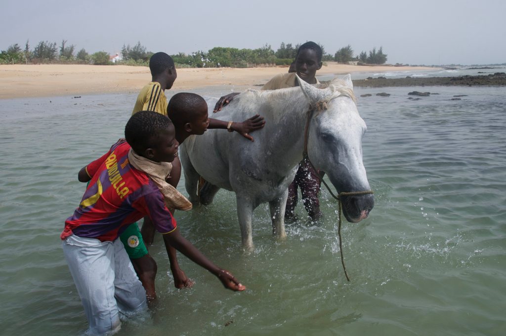 Four boys washing a horse in M'Bour, Senegal, offering travel adventures and a photographer's dream in images. (Image © Meredith Mullins.)
