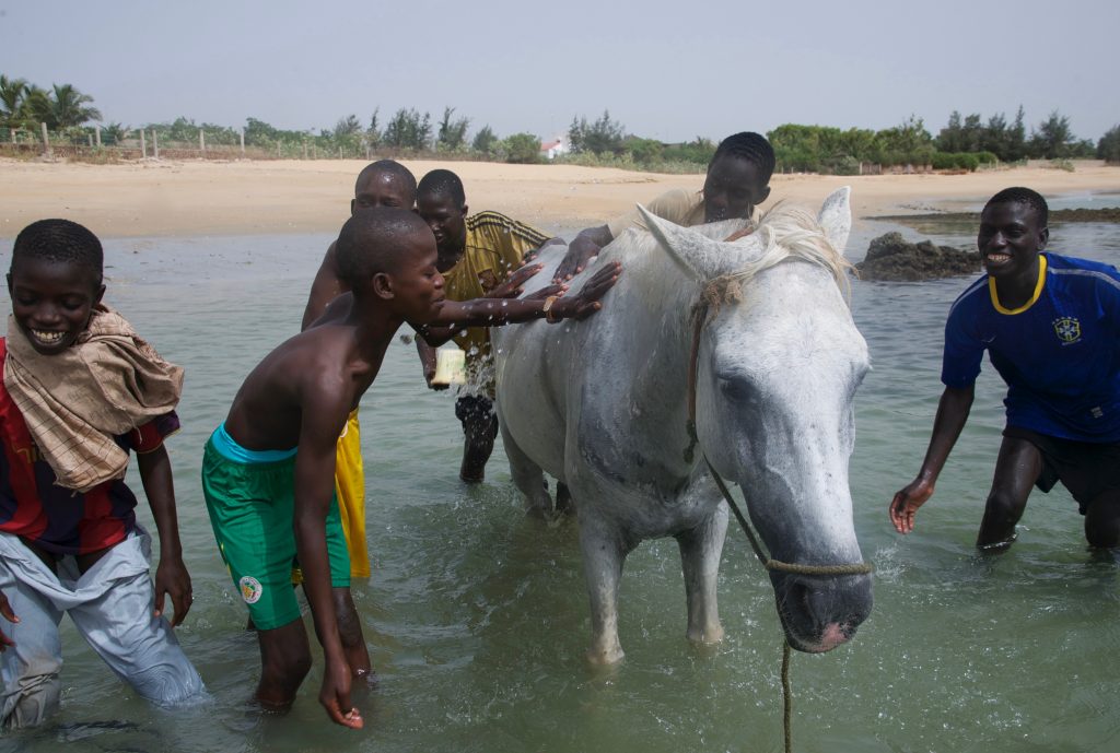 Senegal boys washing a horse, offering travel adventures and a photographer's dream in M'Bour, Senegal. (Image © Meredith Mullins.)