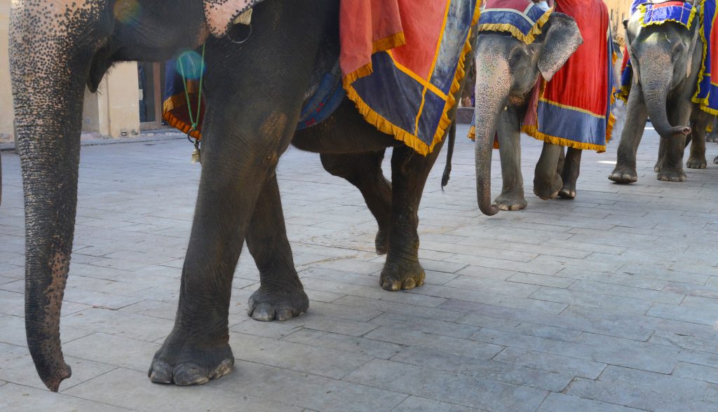 Elephants in procession for travel adventures in Rajasthan, India. (Image © Meredith Mullins.)