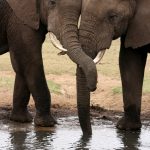 A Trunk Full of Travel Adventures