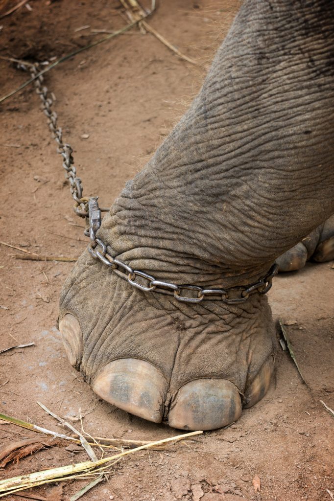 Elephant's foot tied to a metal chain suggesting dangers to elephants in captivity and to travel adventures in the wild. (Image © Tuomas Lehtinen/iStock.)