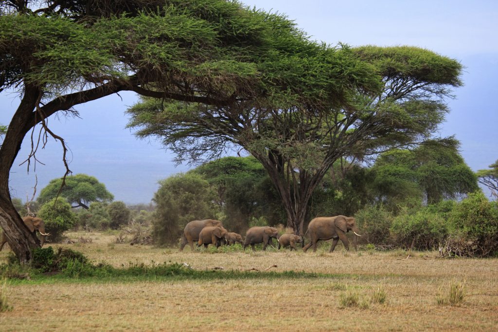 Elephants in Amboseli national park, an opportunity for travel adventures in the wild. (Image © Tatiana Morozova/iStock.)