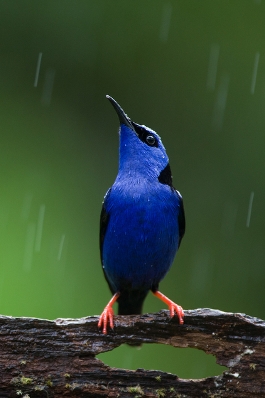 Red-legged honey creeper in Costa Rica, the result of Suzi Eszterhas wildlife photography and travel adventures. (Image © Suzi Eszterhas.)