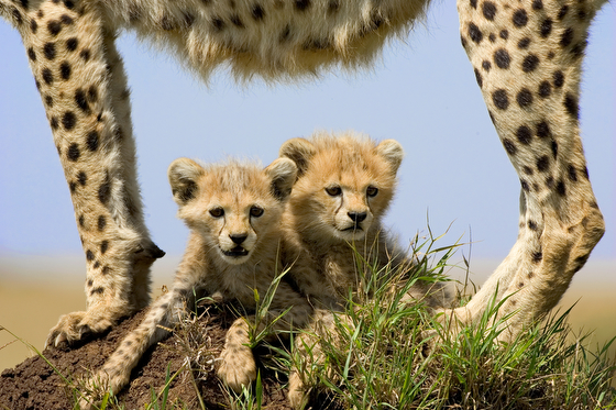 Cheetah cubs in the Masai Mara, the result of Suzi Eszterhas wildlife photography and travel adventures. (Image © Suzi Eszterhas.)