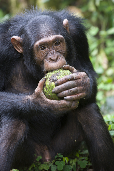 Ugandan chimpanzee, the result of Suzi Eszterhas wildlife photography and travel adventures. (Image © Suzi Eszterhas.)
