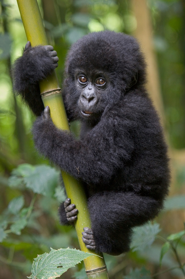 A mountain gorilla in Rwanda, the result of Suzi Eszterhas wildlife photography and travel adventures. (Image © Suzi Eszterhas.)