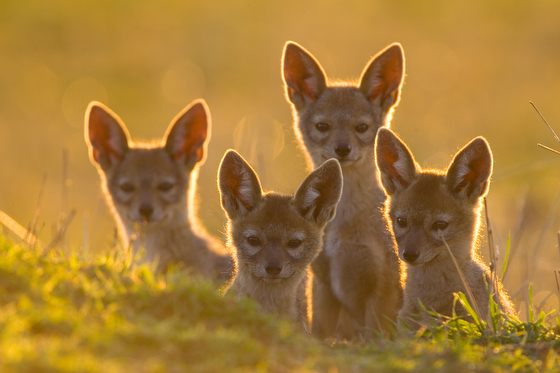 Jackal pups in the Masai Mara, the result of Suzi Eszterhas wildlife photography and travel adventures. (Image © Suzi Eszterhas.)