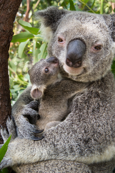 Koala and baby, the result of Suzi Eszterhas wildlife photography and travel adventures. (Image © Suzi Eszterhas.)