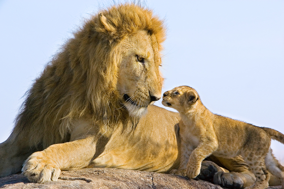 Lion cub meeting his father, the result of Suzi Eszterhas wildlife photography and travel adventures. (Image © Suzi Eszterhas.)