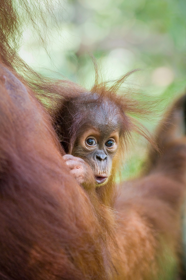 A Sumatran Orangutan baby, the result of Suzi Eszterhas wildlife photography and travel adventures. (Image © Suzi Eszterhas.)