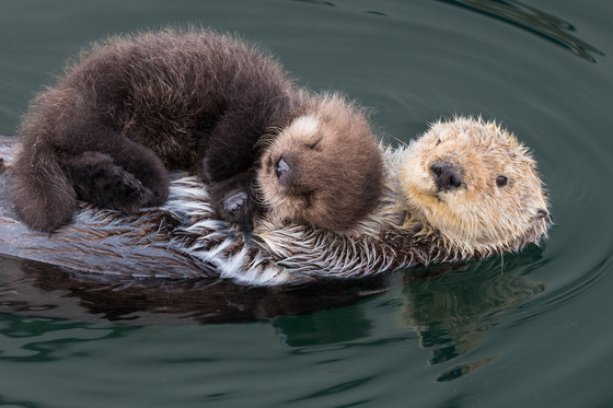 California sea otter and newborn baby, the result of Suzi Eszterhas wildlife photography and travel adventures. (Image © Suzi Eszterhas.)