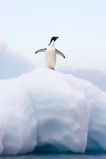 Adelie Penguin on Paulet Island, Antarctica, the result of Suzi Eszterhas wildlife photography and travel adventures. (Image © Suzi Eszterhas.)