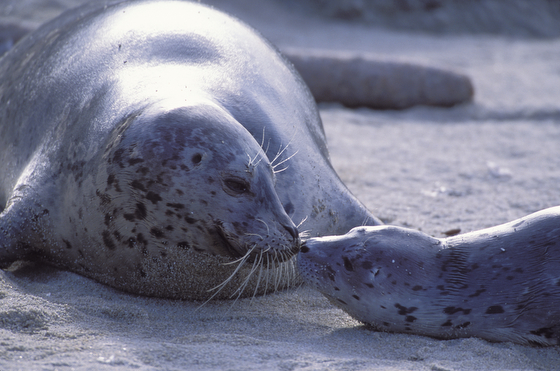 A California harbor seal and pup, the result of Suzi Eszterhas wildlife photography and travel adventures. (Image © Suzi Eszterhas.)