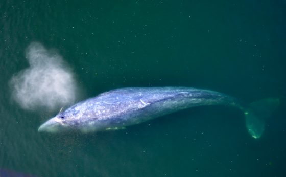 Gray whale in the Monterey Bay, offering travel adventures and air travel stories to remember. (Image © Raingirl/iStock.)
