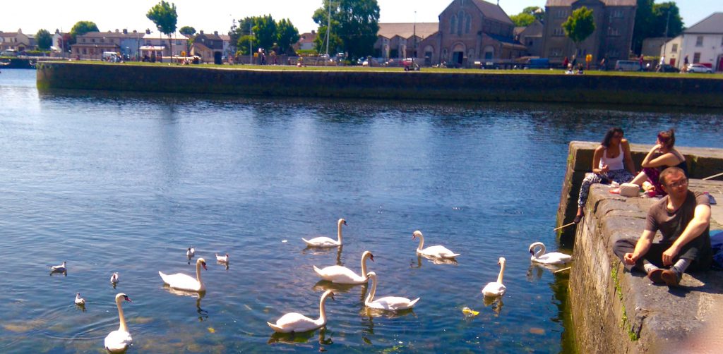 The swans of Galway are a beloved element of Ireland's cultural heritage. Image © Conall Stafford