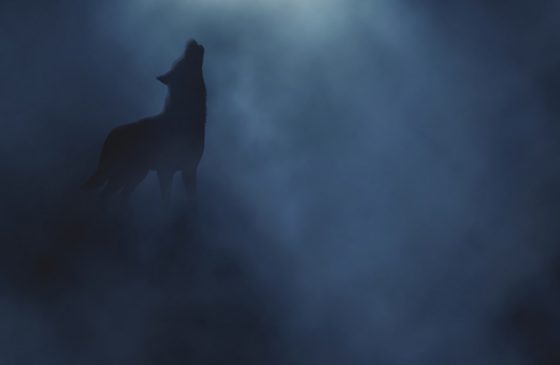 Wolf howling in eerie darkness, setting up travel inspiration for the eerie nature of the totality of the solar eclipse. (Image © Adrian Hillman/iStock.)