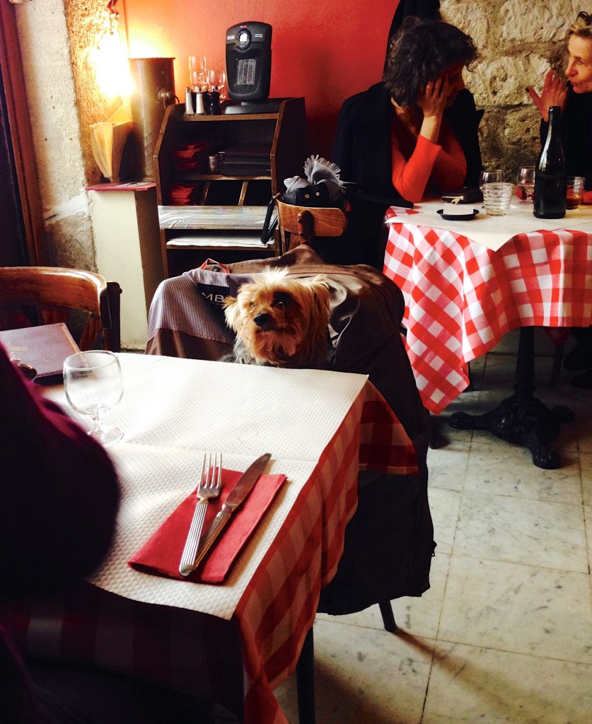 Dog in restaurant seat in Paris, part of the travel tales that indicate dog travel is easy in Paris, France. (Image © Meredith Mullins.)