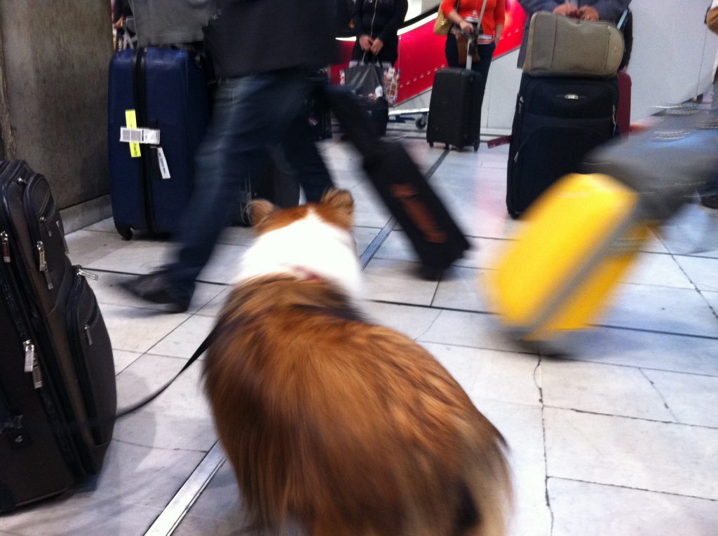 Sheltie in train station in France, showing travel tales that indicate how easy dog travel is in France. (Image © Sheron Long.)