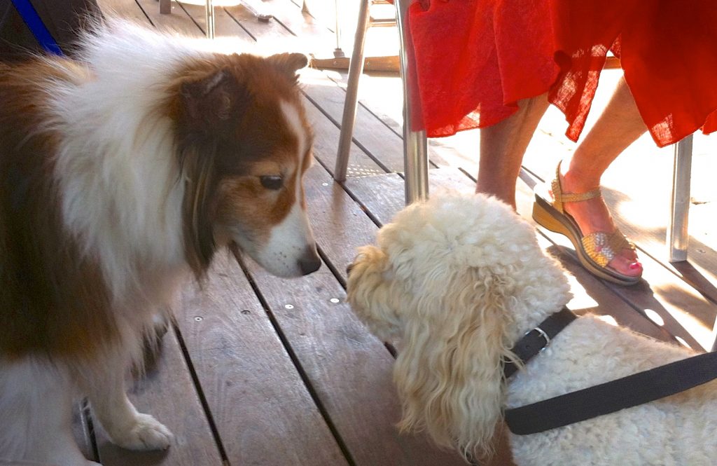 Two dogs touching noses at an outdoor café in France, part of the travel tales that indicate that dog travel is easy in France. (Image © Sheron Long.)