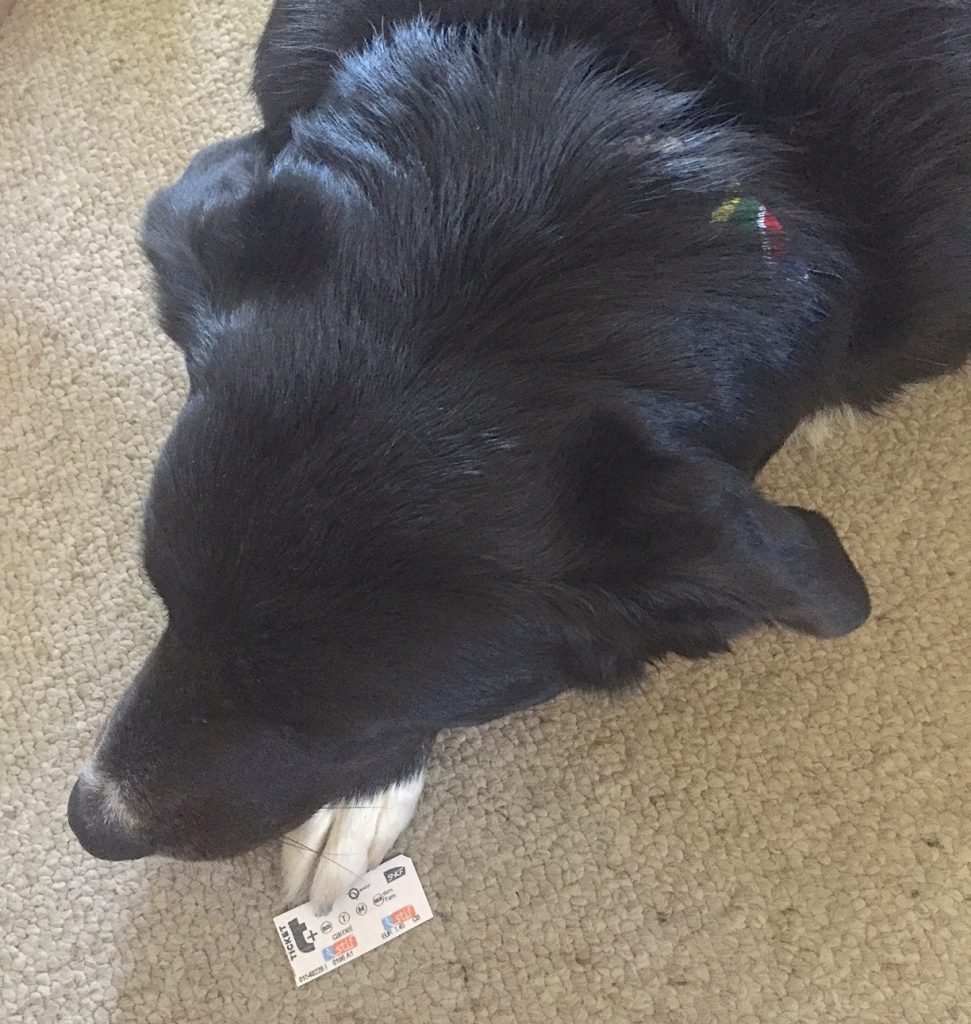Black labrador and metro ticket, part of the travel tales that indicate that dog travel is getting easier in Paris, France. (Image © DMT.)