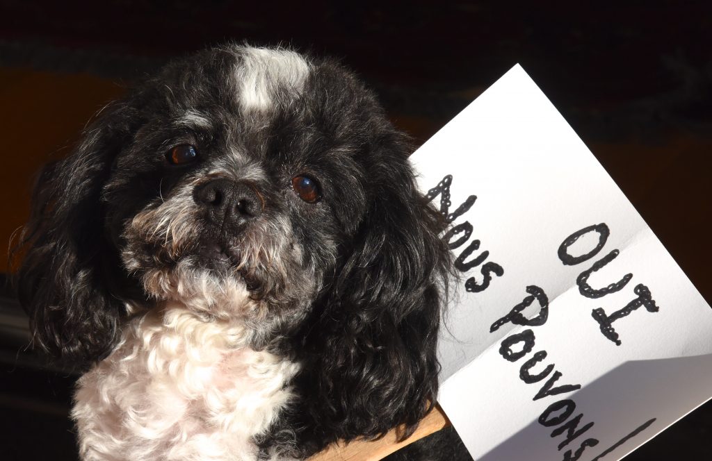 Dog with protest sign, showing travel tales that indicate easier dog travel for dogs in Paris, France. (Image © Meredith Mullins.)