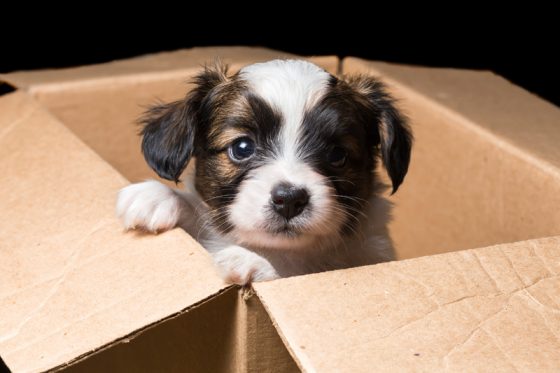 Papillon puppy in a carton box, showing travel tales that indicate that dog travel in Paris, France is getting easier. (Image © Laures/iStock.)