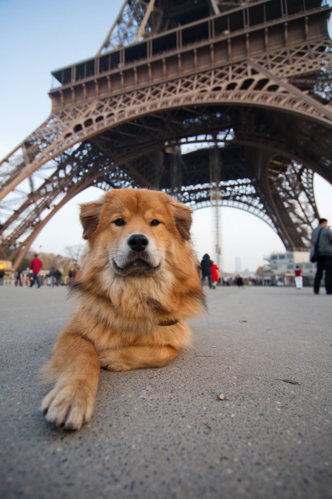 Dog in front of Eiffel Tower, showing how easy dog travel is in Paris, France and how travel tales have a happy ending. (Image © Chris Mueller/iStock.)