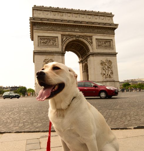 Dog At Arc de Triomphe, part of the travel tales that indicate that dog travel is easier in Paris, France. (Image © Mauinow1/iStock.)