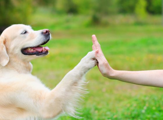 Golden Retriever dog giving paw owner, part of travel tales that indicate that dog travel is easier in France. (Image © Rohappy/iStock.)
