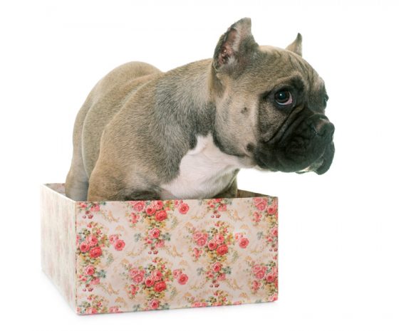 Dog in a flowered box, showing travel tales that didn't work out for dog travel in Paris, France. (Image © Cynoclub/iStock.)