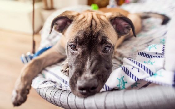 Dog looking sad, a part of the travel tales of making dog travel easier in Paris, France. (Image © Dor-riss/iStock.)