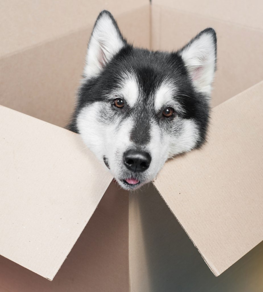 Malamute in a box, showing travel tales that indicate how easy dog travel should be in Paris, France. (Image © Malamooshi/iStock.)