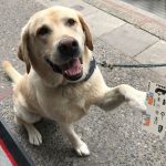Travel Tales (Tails?): Making Dog Travel Great Again