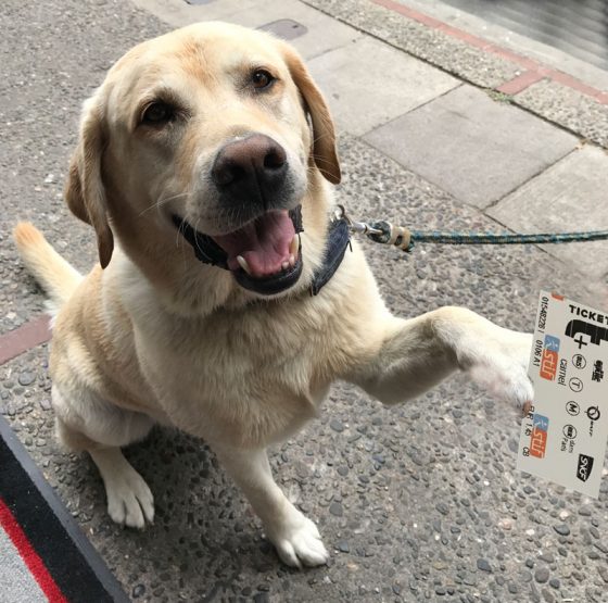 Labrador retriever with ticket in hand, part of the travel tales that indicate dog travel is getting easier in Paris, France. (Image © Meredith Mullins & Charlie Meagher.)