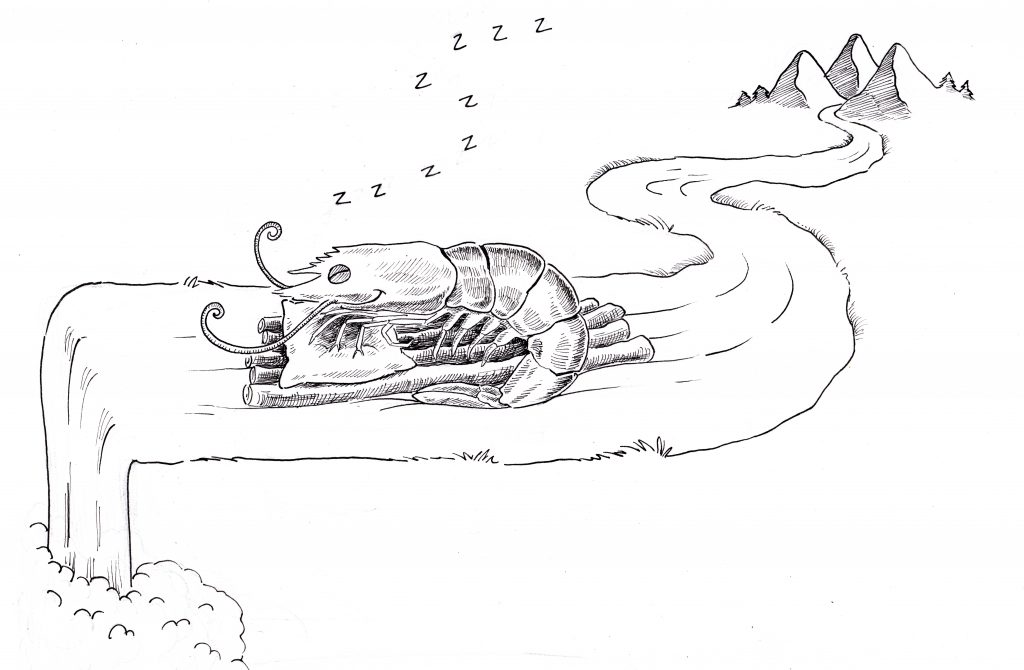A cartoon of a shrimp sleeping on a raft going down a stream, illustrating how visual wordplay with Spanish and English proverbs tickles the bilingual brain. (image © Eva Boynton).