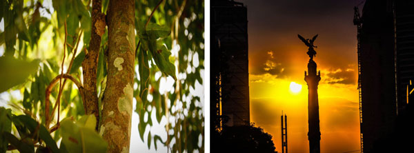 Trees in the jungle and a a city monument, symbolizing life in the jungle of Quintana Roo and the concrete jungle of Mexico City (images © Sam Anaya).