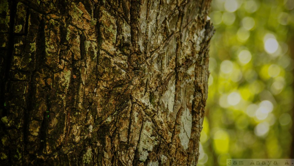 The trunk of a chicazapote tree, showing one aspect of life in Quintana Roo (image © Sam Anaya).