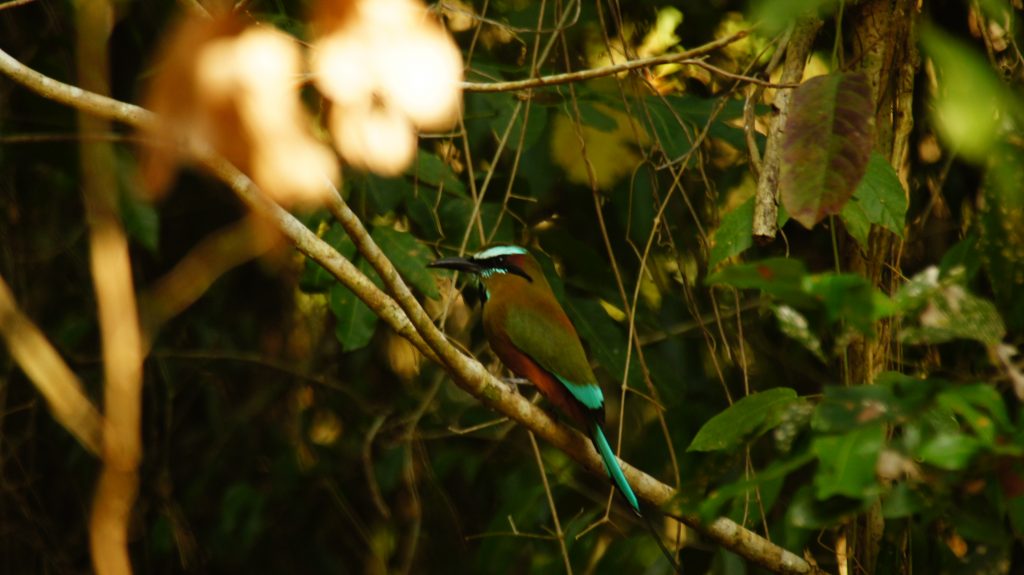 A Motmot bird in the jungle, illustrating life in Quintana Roo (image © Sam Anaya).