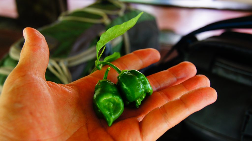 A hand holding two habanero peppers, illustrating life in Quintana Roo (image © Sam Anaya).