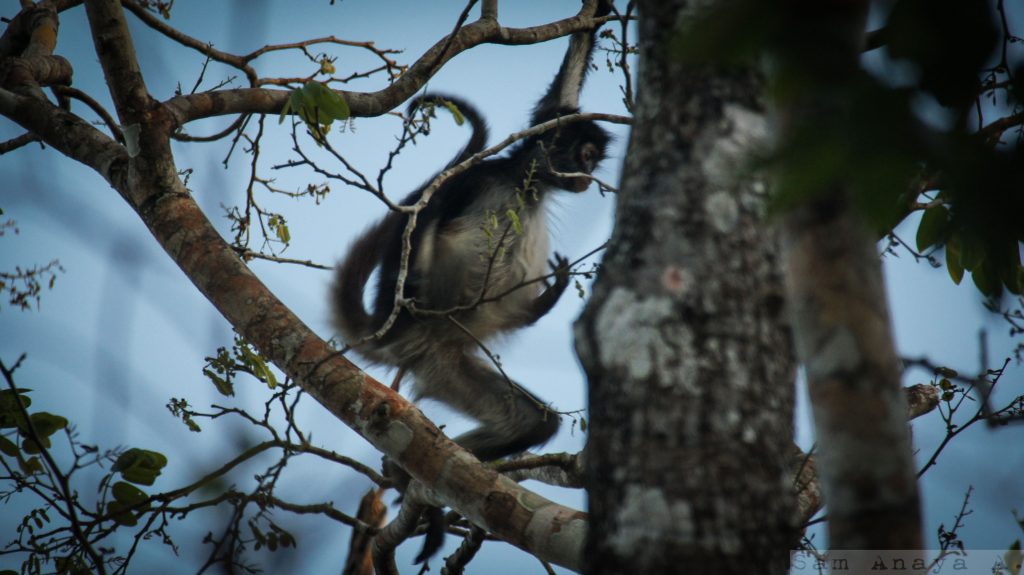 A monkey swinging from a tree in the jungle in Mexico, showing how a different vista can help us see things differently and see life in Quintana Roo (image © Sam Anaya).
