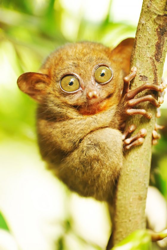 Tarsier, one of the weird animals found while traveling the world. (Image © Haveseen/iStock.)