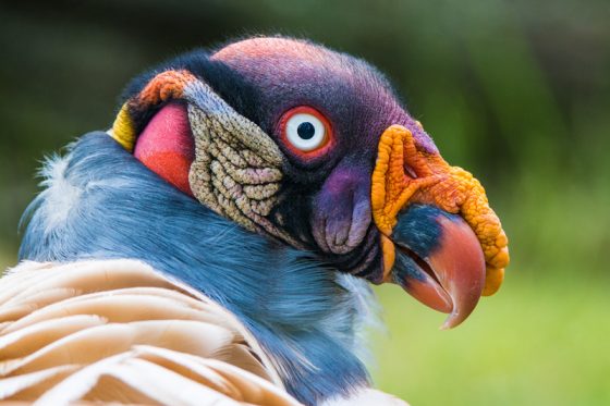King vulture, one of the weird animals found while traveling the world. (Image © Miroslav1/iStock.)