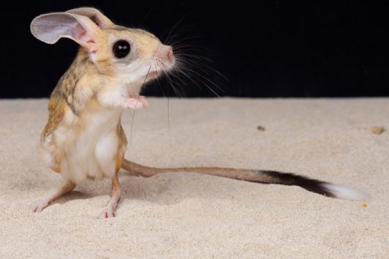 Four-toed jerboa, one of the weird animals found while traveling the world. (Image © Reptiles4all/iStock.)