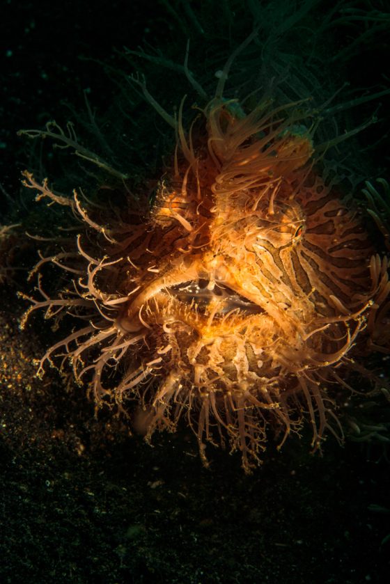 Hairy frogfish, one of the weird animals found while traveling the world. (Image © Atese/iStock.)