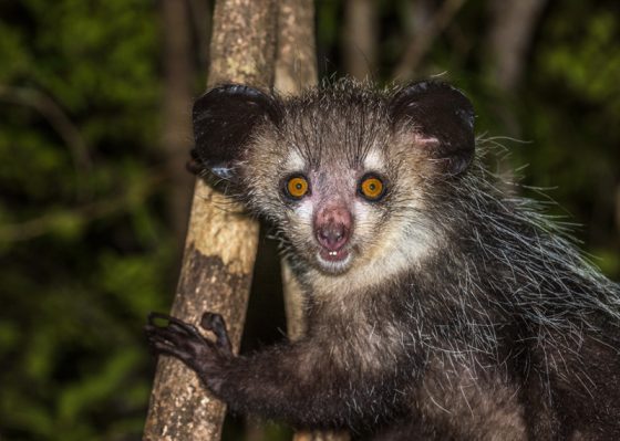 Aye-aye, nocturnal lemur, one of the weird animals found while traveling the world (Image © Javaman3/iStock.)