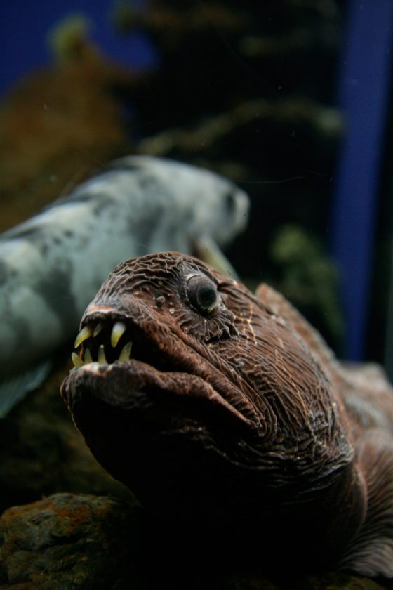 A Wolffish, one of the weird animals found while traveling the world. (Image © Paylessimages/iStock.)